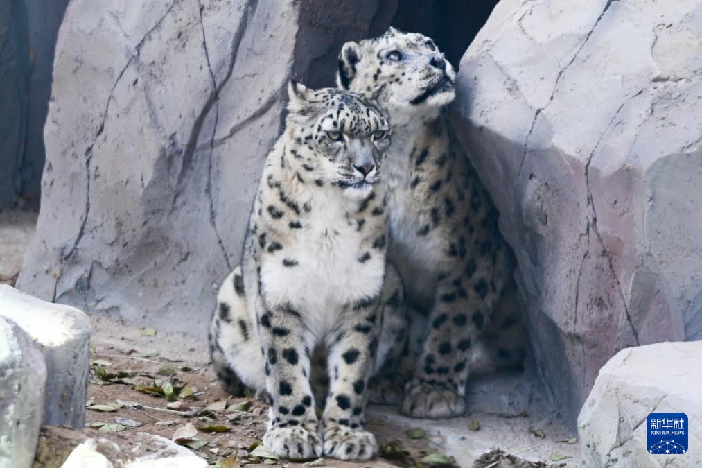 西宁野生动物园豹馆焕新改造完成