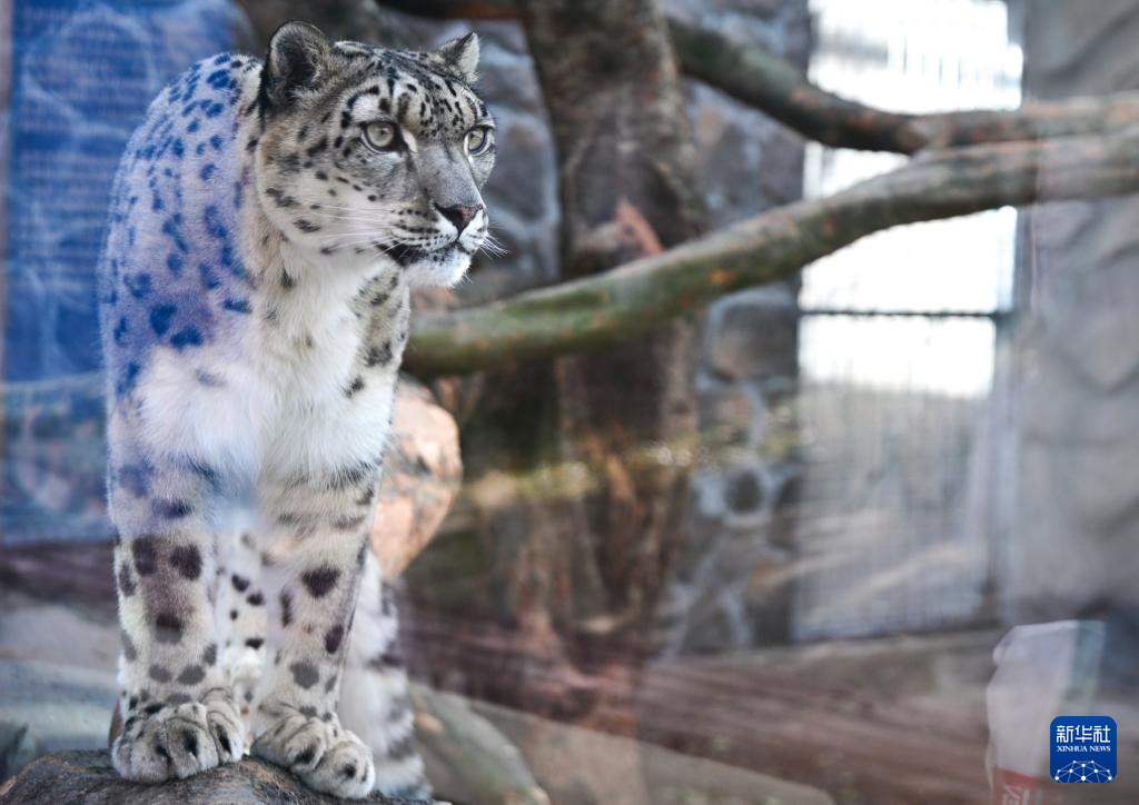 西宁野生动物园豹馆焕新改造完成