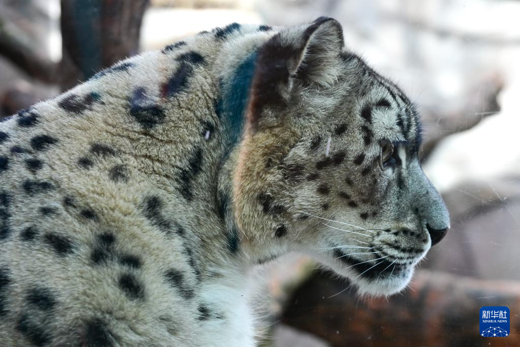 西宁野生动物园豹馆焕新改造完成