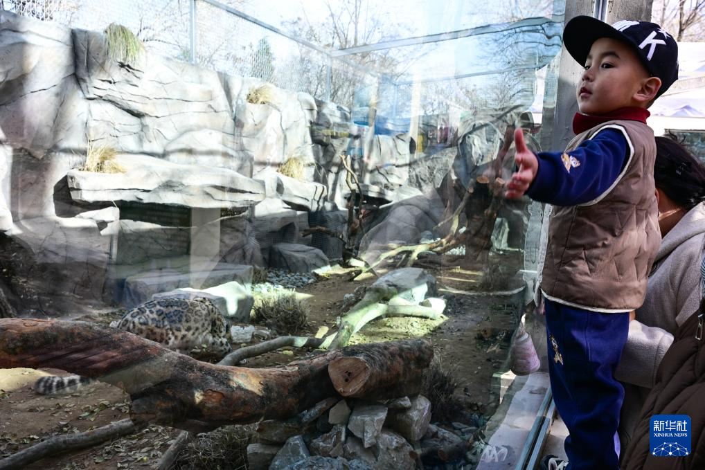 西宁野生动物园豹馆焕新改造完成