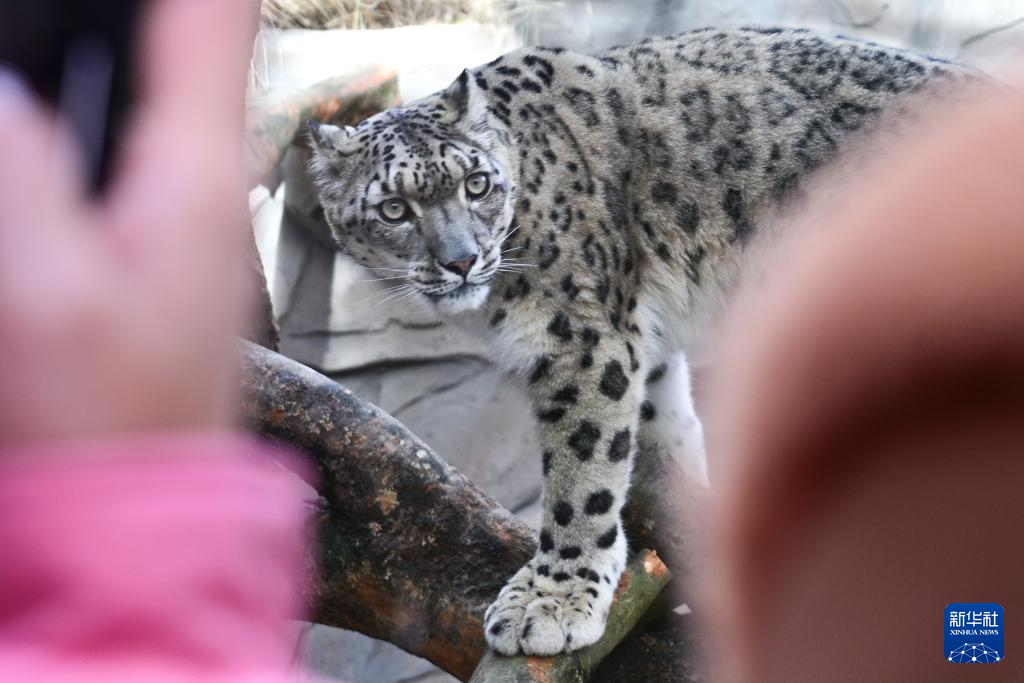 西宁野生动物园豹馆焕新改造完成