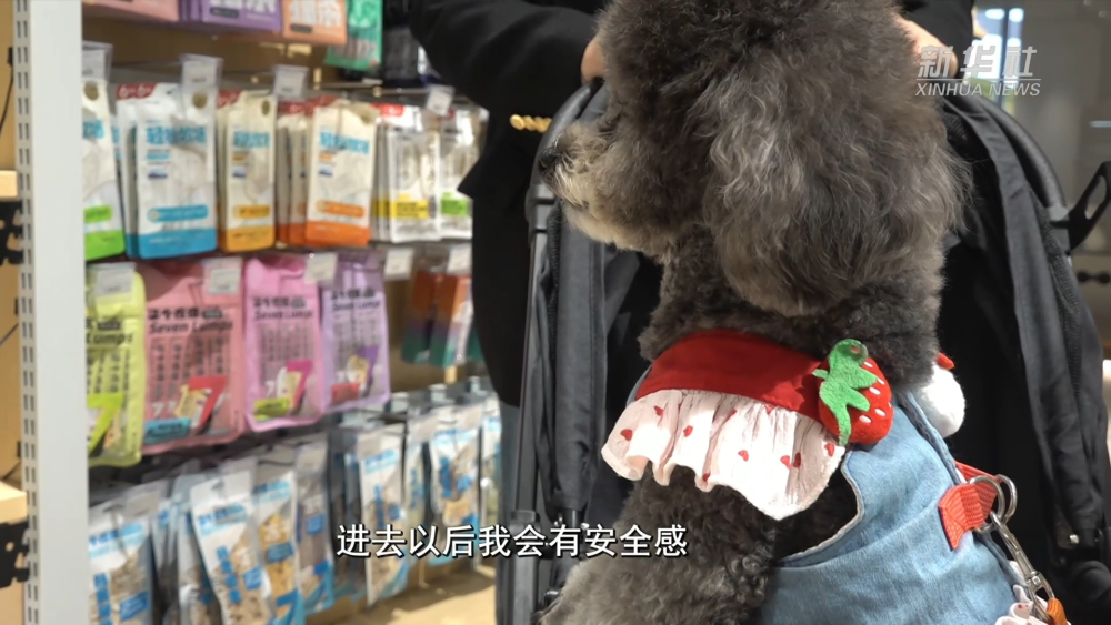 千亿“新赛道”的崛起密码|逛出幸福感:与“毛孩子”同行的城市地标 千亿“新赛道”的崛起密码|逛出幸福感:与“毛孩子”同行的城市地标