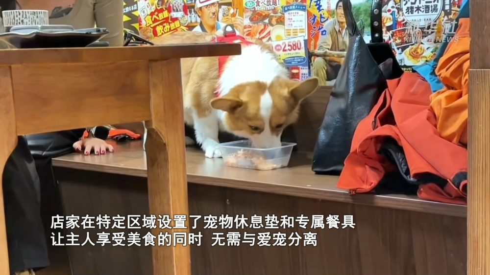 千亿“新赛道”的崛起密码|逛出幸福感:与“毛孩子”同行的城市地标 千亿“新赛道”的崛起密码|逛出幸福感:与“毛孩子”同行的城市地标