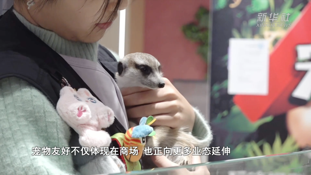 千亿“新赛道”的崛起密码|逛出幸福感:与“毛孩子”同行的城市地标 千亿“新赛道”的崛起密码|逛出幸福感:与“毛孩子”同行的城市地标