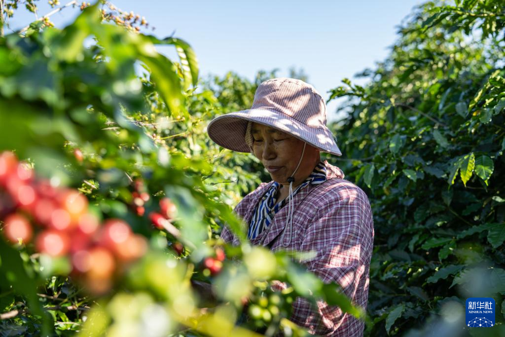 云南保山:咖啡进入收获季