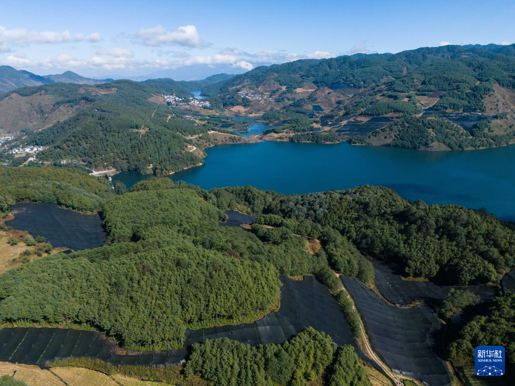 云南保山:“绿色黄金”富民增收