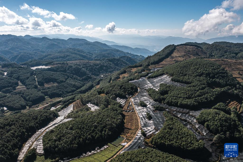 云南保山:“绿色黄金”富民增收