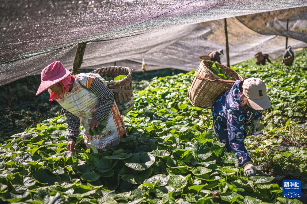 云南保山:“绿色黄金”富民增收