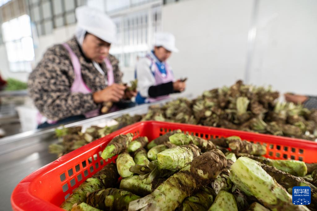 云南保山:“绿色黄金”富民增收