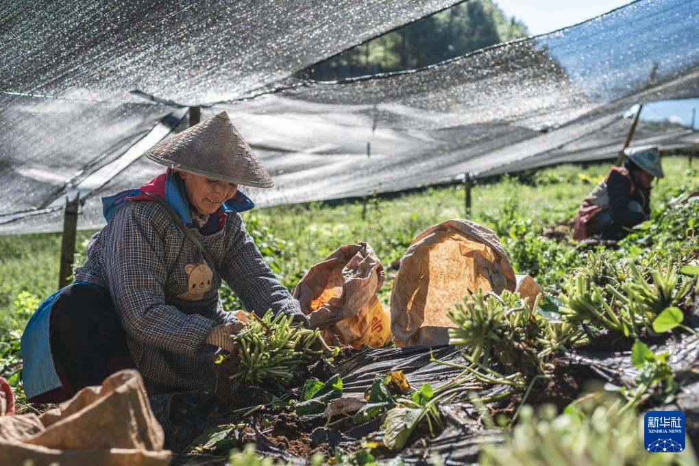 云南保山：“绿色黄金”富民增收