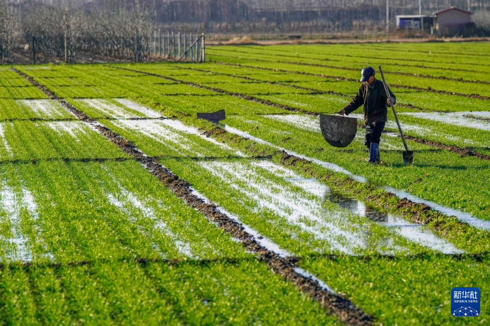 全国冬小麦播种过九成