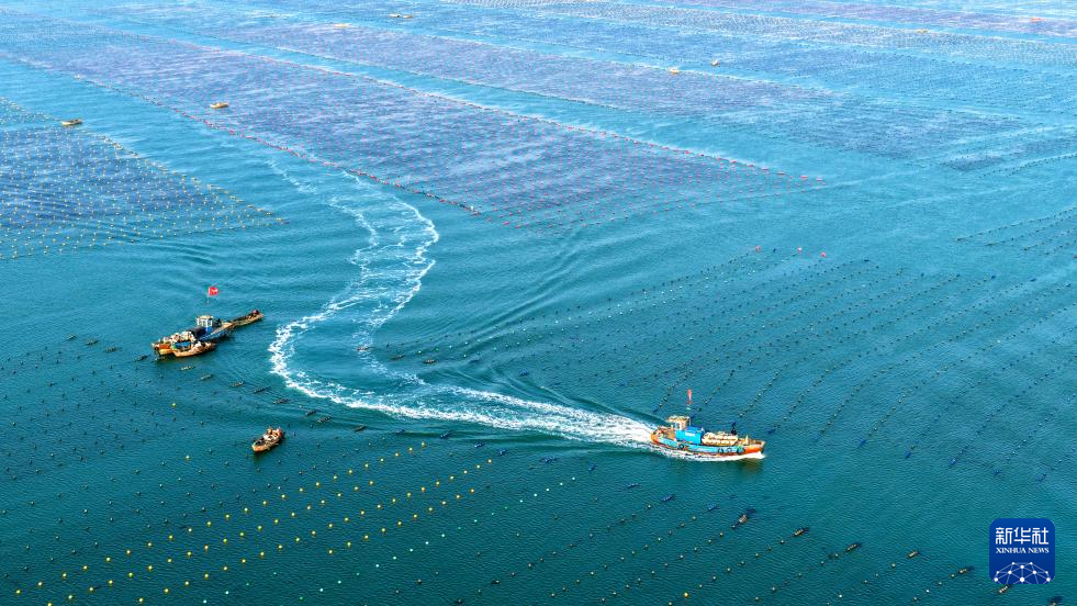 山东荣成：海带“插秧”正当时