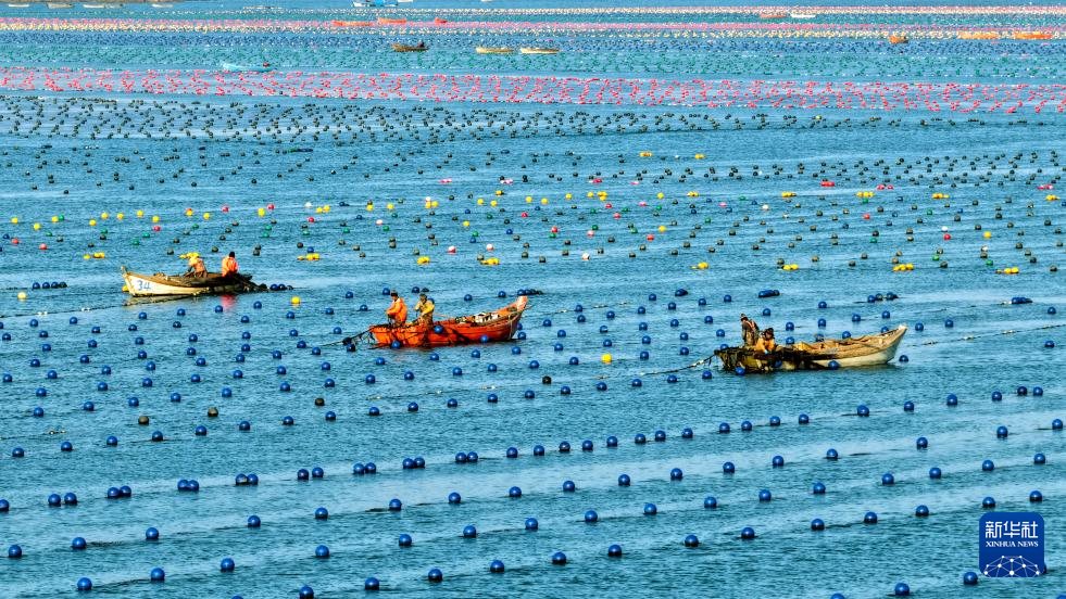 山东荣成：海带“插秧”正当时