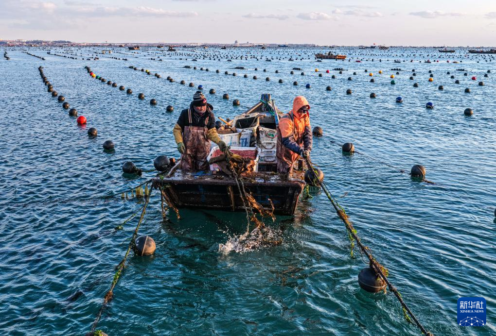 山东荣成：海带“插秧”正当时