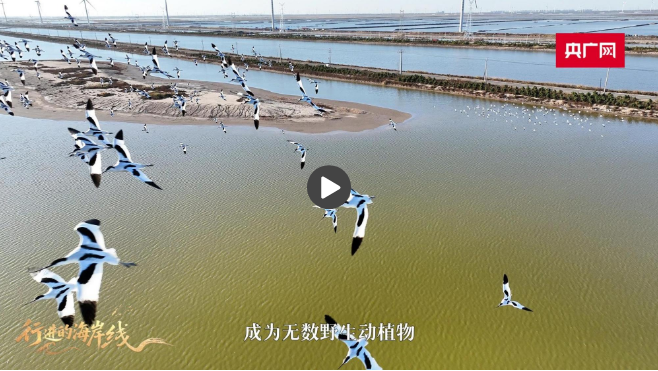 行进的海岸线｜从巡护车到“AI眼” 世界自然遗产南大港湿地的生态守护