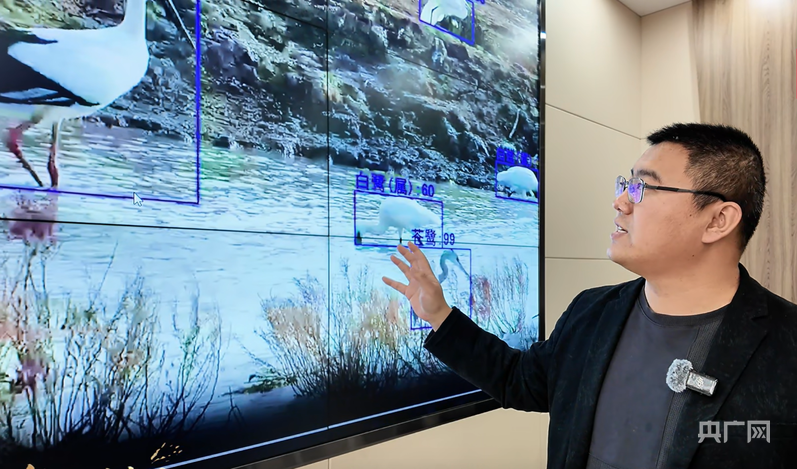 行进的海岸线|从巡护车到“AI眼” 世界自然遗产南大港湿地的生态守护