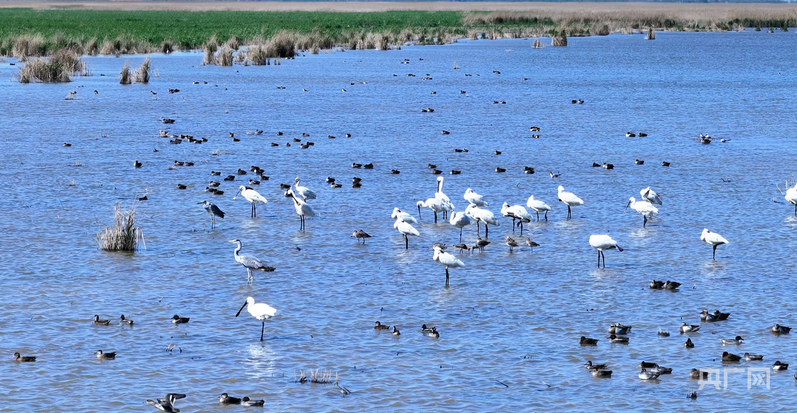 行进的海岸线|从巡护车到“AI眼” 世界自然遗产南大港湿地的生态守护