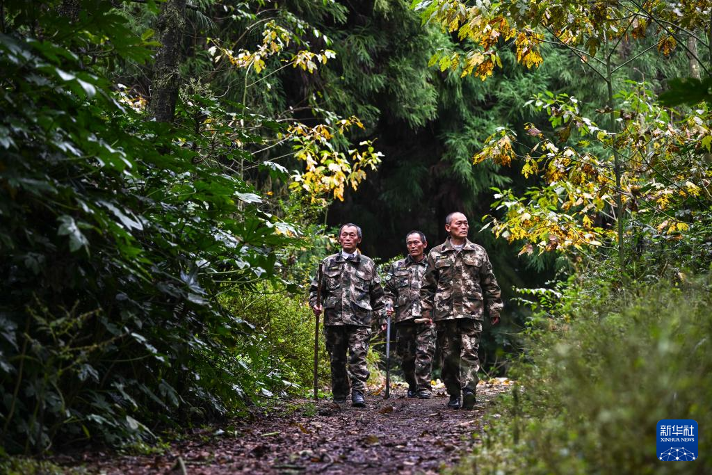 图片故事丨乌蒙深处，三胞胎兄弟接力护林44年
