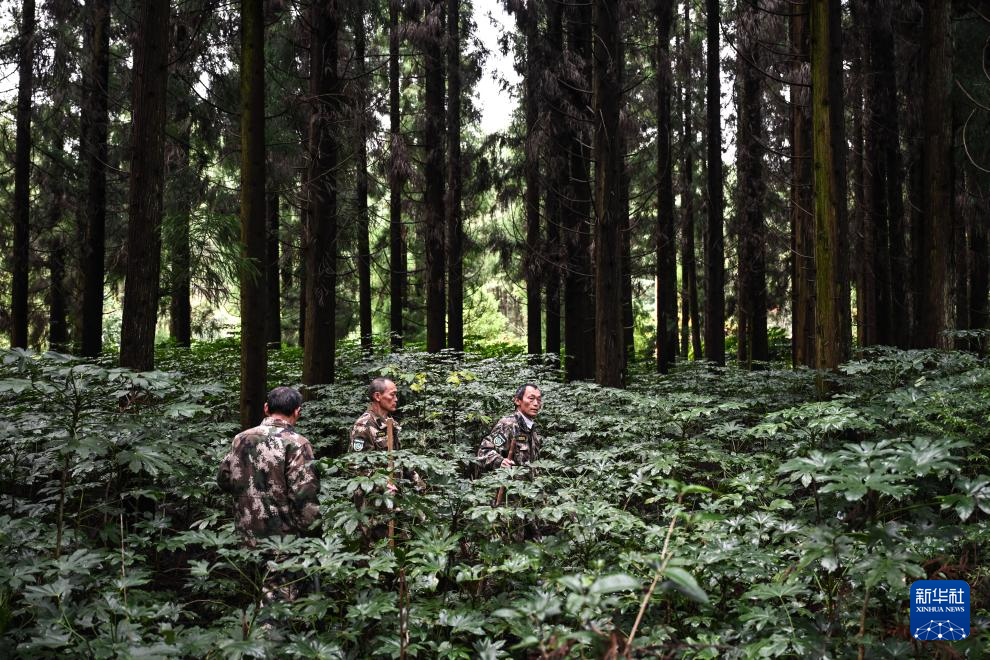 图片故事丨乌蒙深处，三胞胎兄弟接力护林44年