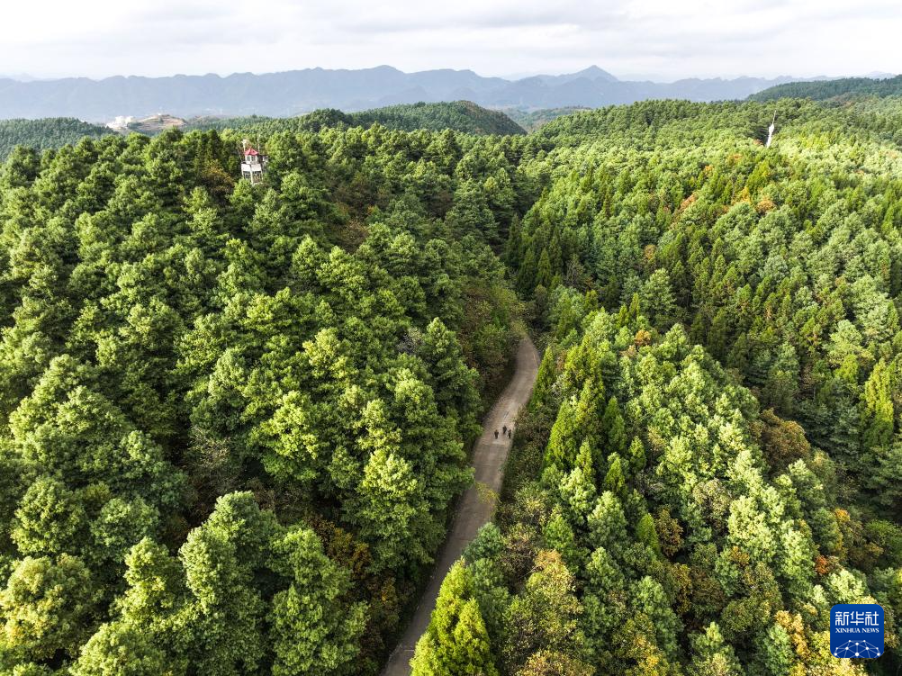 图片故事丨乌蒙深处，三胞胎兄弟接力护林44年