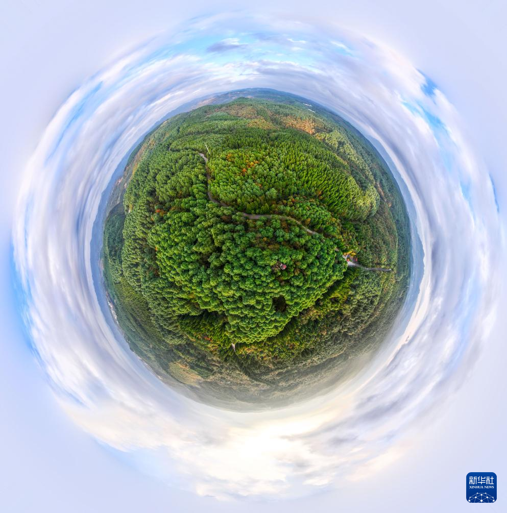 图片故事丨乌蒙深处，三胞胎兄弟接力护林44年