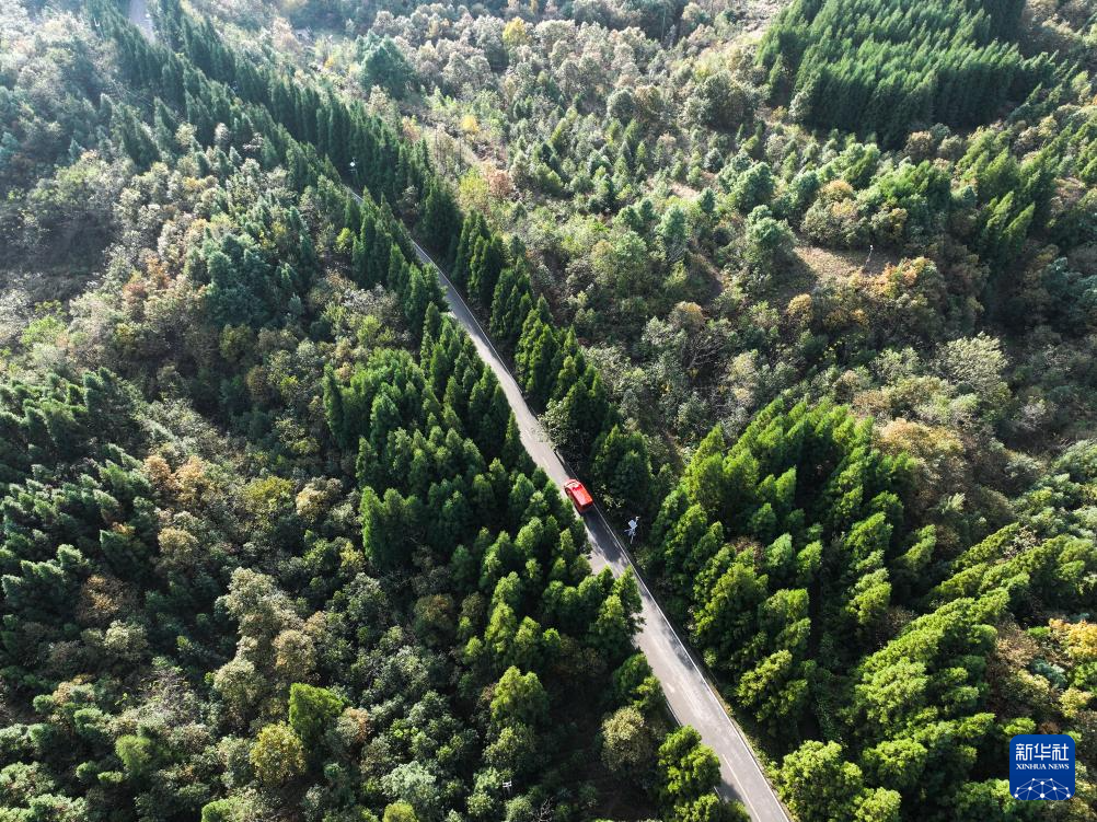 图片故事丨乌蒙深处，三胞胎兄弟接力护林44年