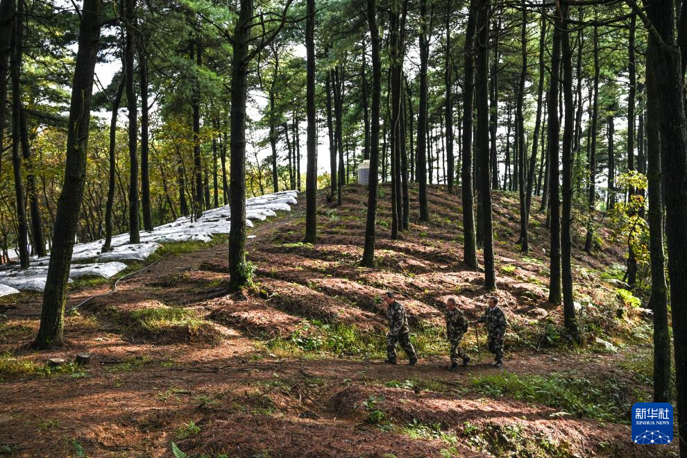 图片故事丨乌蒙深处，三胞胎兄弟接力护林44年