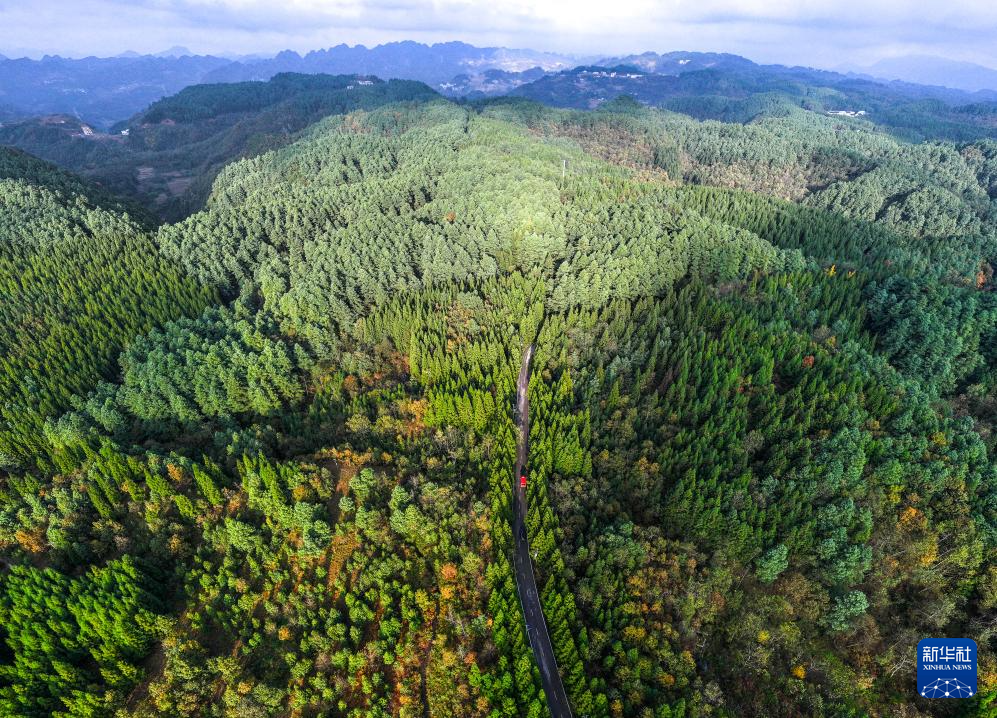 图片故事丨乌蒙深处，三胞胎兄弟接力护林44年