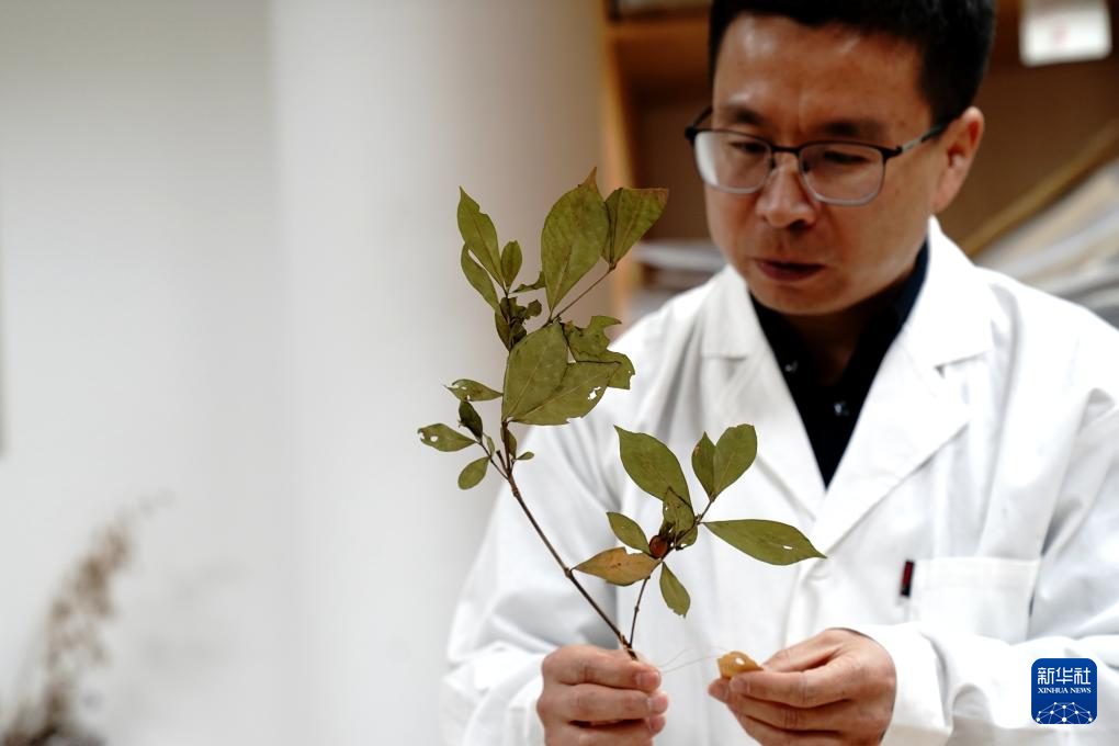 国家重要野生植物种质资源库辰山中心种子存量突破一亿粒