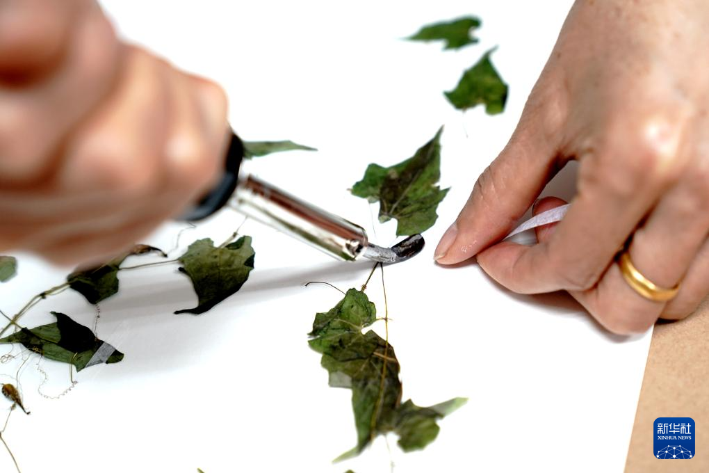 国家重要野生植物种质资源库辰山中心种子存量突破一亿粒