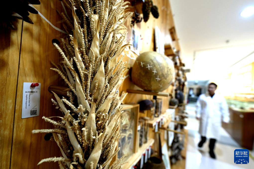 国家重要野生植物种质资源库辰山中心种子存量突破一亿粒