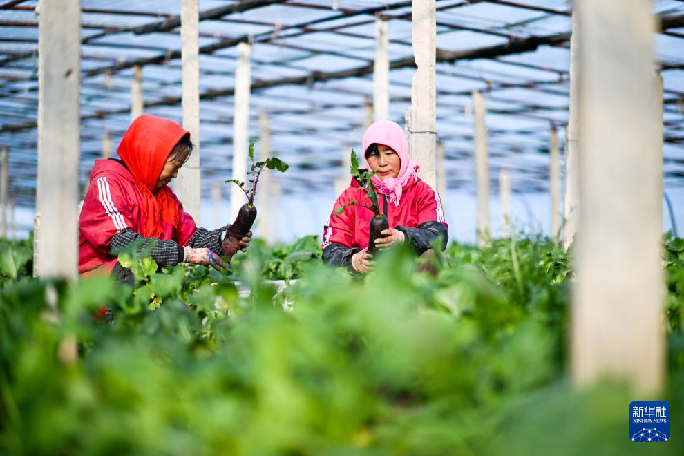 天津：沙窝萝卜迎来丰收季