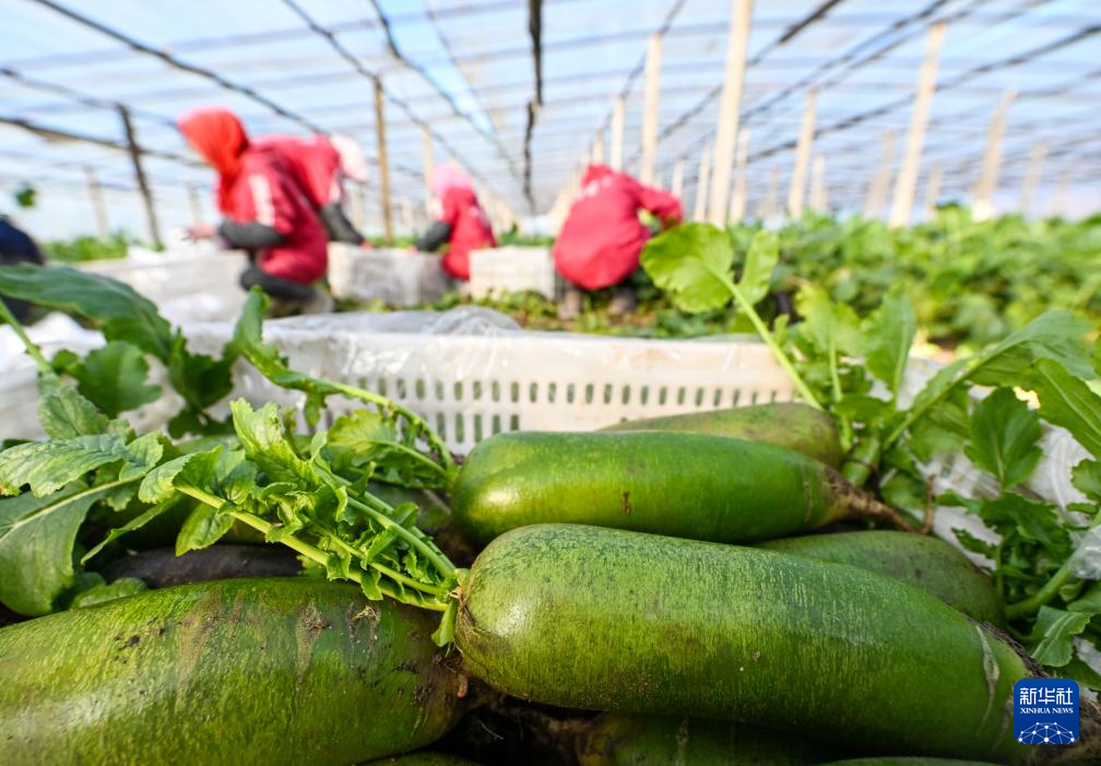 天津：沙窝萝卜迎来丰收季