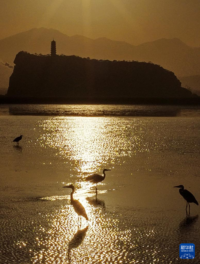 鄱湖如画 候鸟翔集