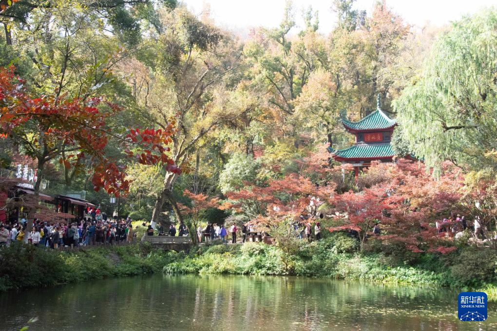 枫叶扮靓爱晚亭