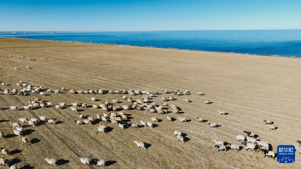 青海湖畔冬日牧羊图