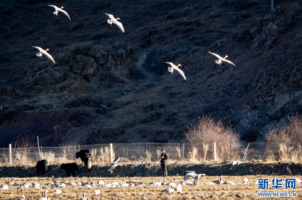 拉萨河谷:迁徙候鸟绘就美好生态画卷