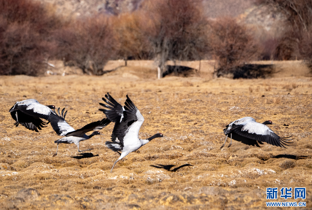 拉萨河谷:迁徙候鸟绘就美好生态画卷