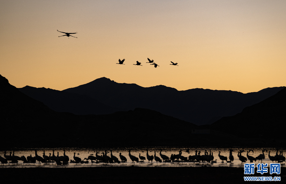 拉萨河谷:迁徙候鸟绘就美好生态画卷