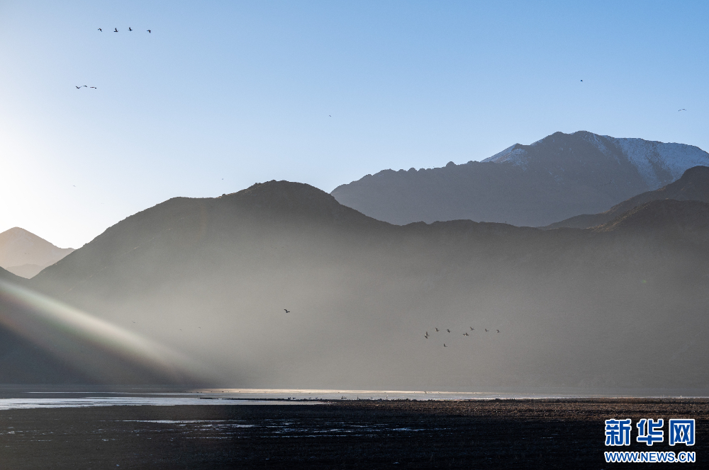 拉萨河谷:迁徙候鸟绘就美好生态画卷