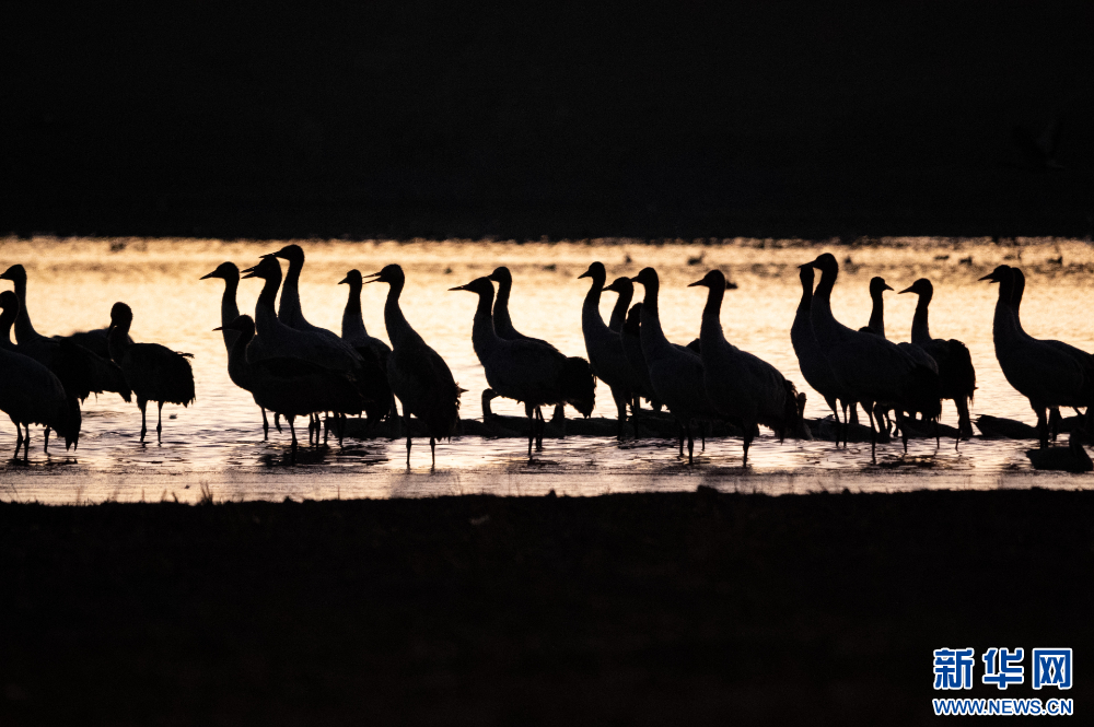 拉萨河谷:迁徙候鸟绘就美好生态画卷