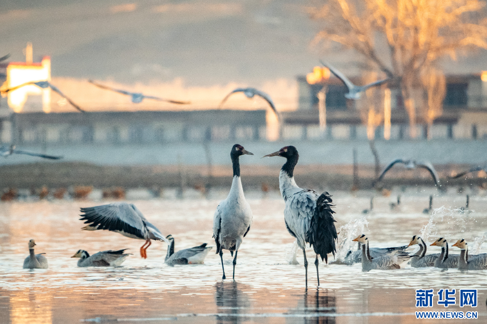 拉萨河谷:迁徙候鸟绘就美好生态画卷
