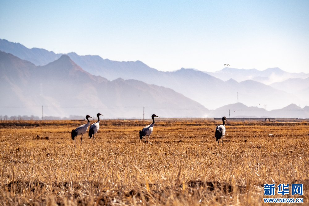 拉萨河谷:迁徙候鸟绘就美好生态画卷