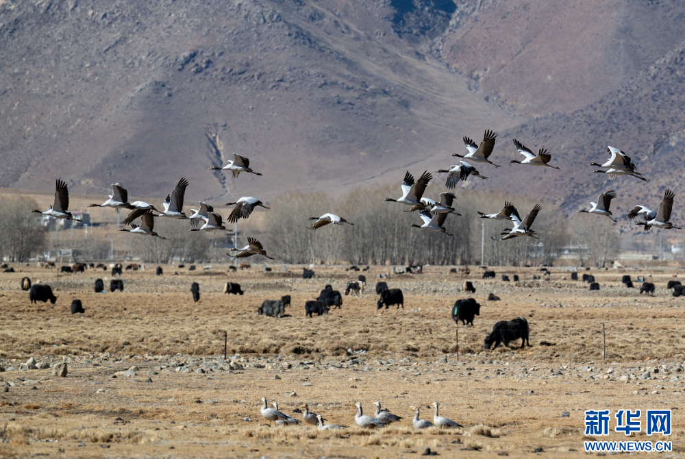 拉萨河谷:迁徙候鸟绘就美好生态画卷