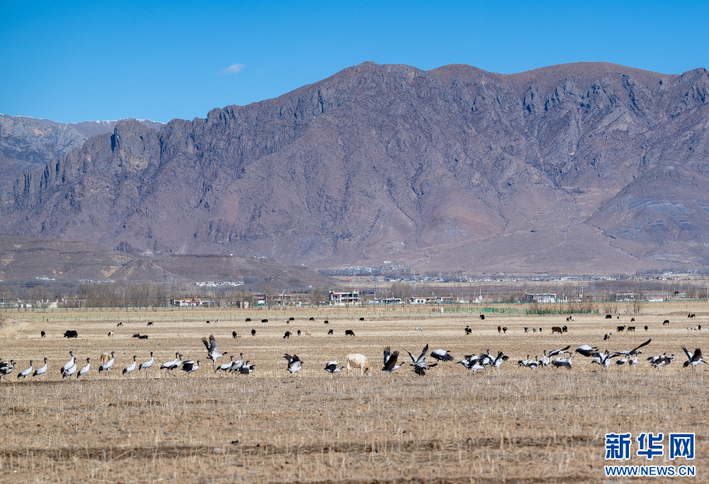 拉萨河谷:迁徙候鸟绘就美好生态画卷