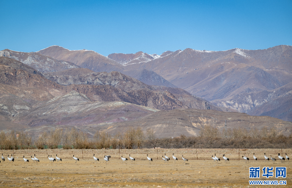 拉萨河谷:迁徙候鸟绘就美好生态画卷
