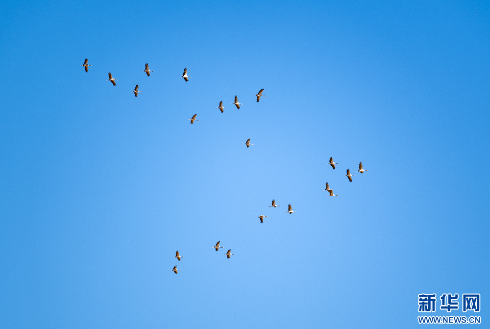 拉萨河谷:迁徙候鸟绘就美好生态画卷