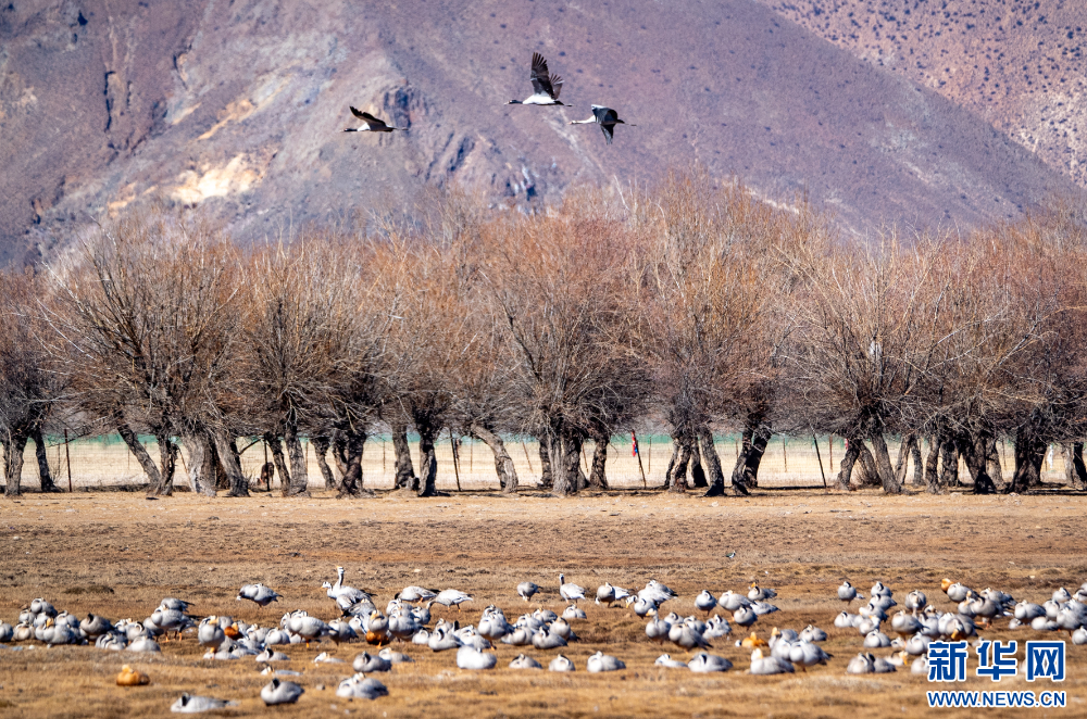 拉萨河谷:迁徙候鸟绘就美好生态画卷