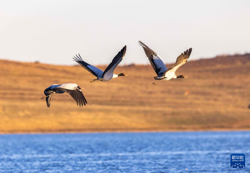 黑颈鹤飞抵云南大山包越冬