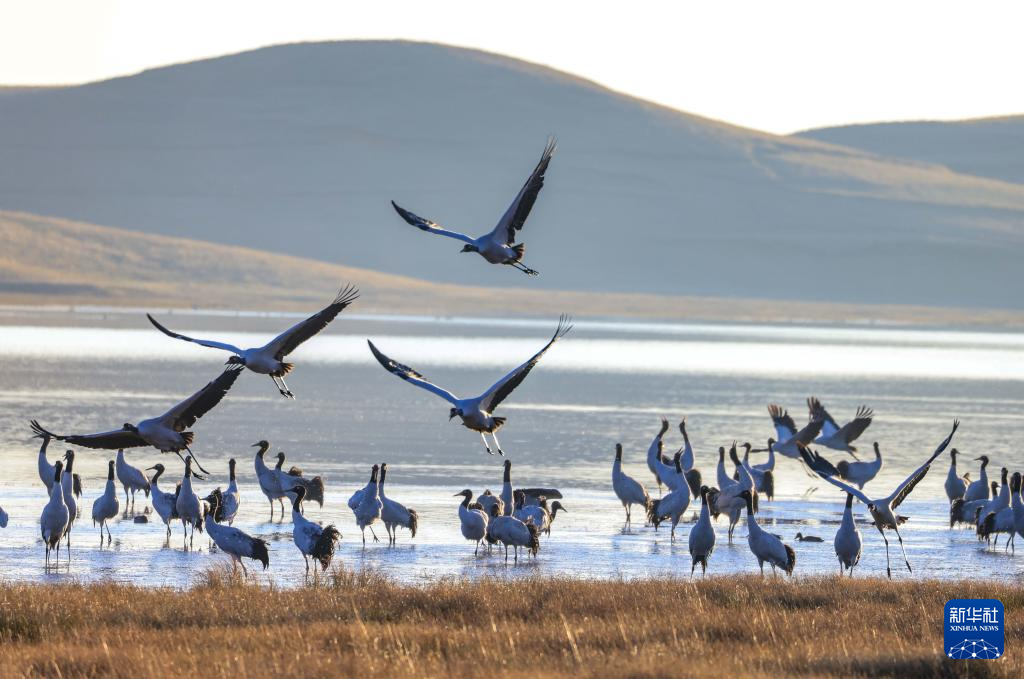 黑颈鹤飞抵云南大山包越冬